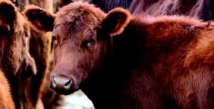Tweet Kimball changed ranching in Colorado when she brought the Santa Gertrudis cattle to Cherokee Ranch from Texas. Photo by Paul DiSalvo