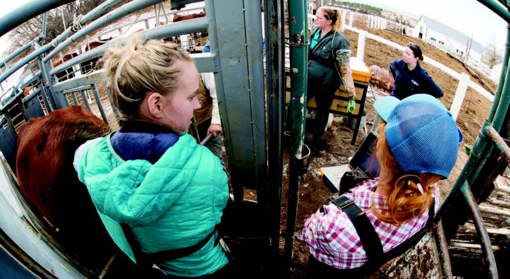 Vet technician students from Colorado State University spend a day conducting pregnancy tests on some of the ranch’s cattle. In the foreground, from left, are Johanna Josephson, a third-year veterinary student, and Anneke Johnson, a fourth-year veterinary student. In the back, from left, are Amy Kunkel, a DVM Livestock Field Service resident, and third-year veterinary student Diana Pastrana. Photo by Paul DiSalvo